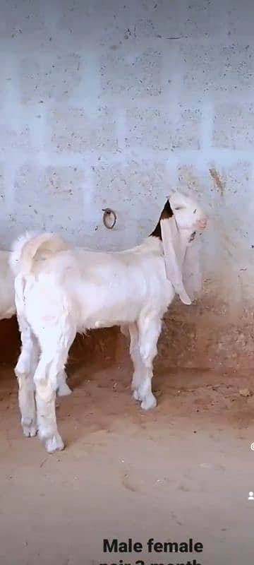 GULABI GOAT BAKRA BAKRI KIDS 16