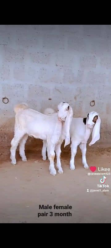 GULABI GOAT BAKRA BAKRI KIDS 17