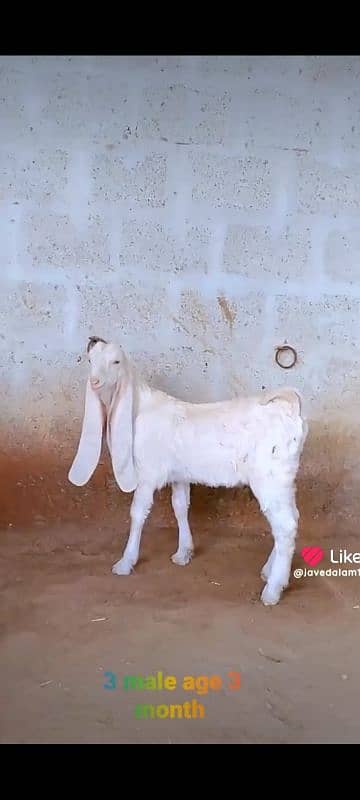 GULABI GOAT BAKRA BAKRI KIDS 18