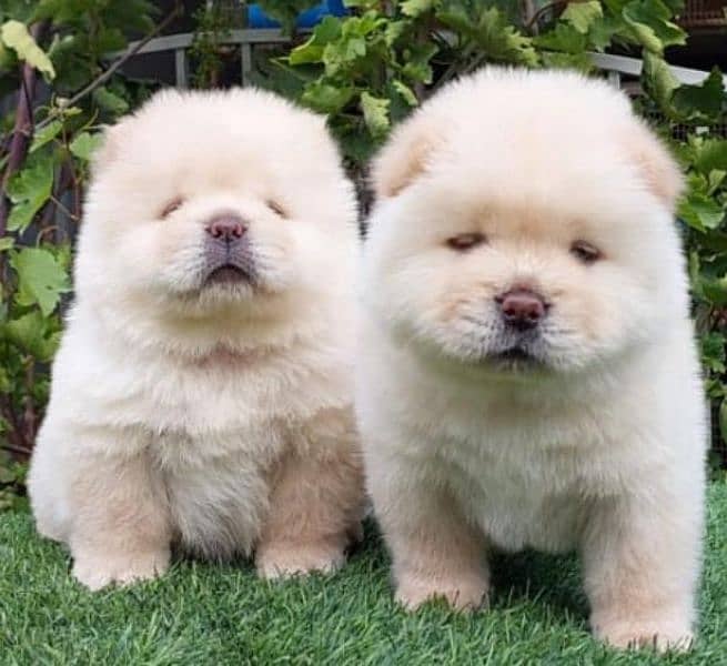 chow chow 2