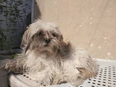 Shihtzu  for Sale