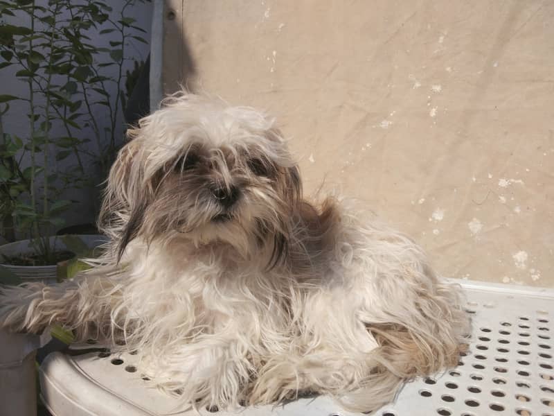 Shihtzu  for Sale 0