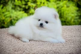 Pomeranian