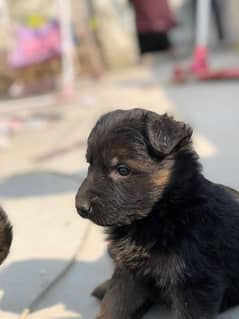 German shepherd puppy