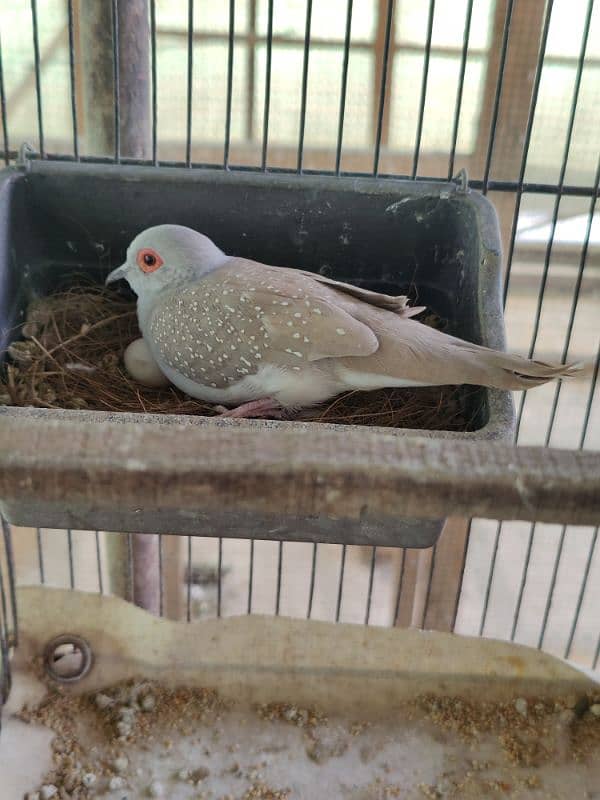 red dove and opal dove breeder pairs 0