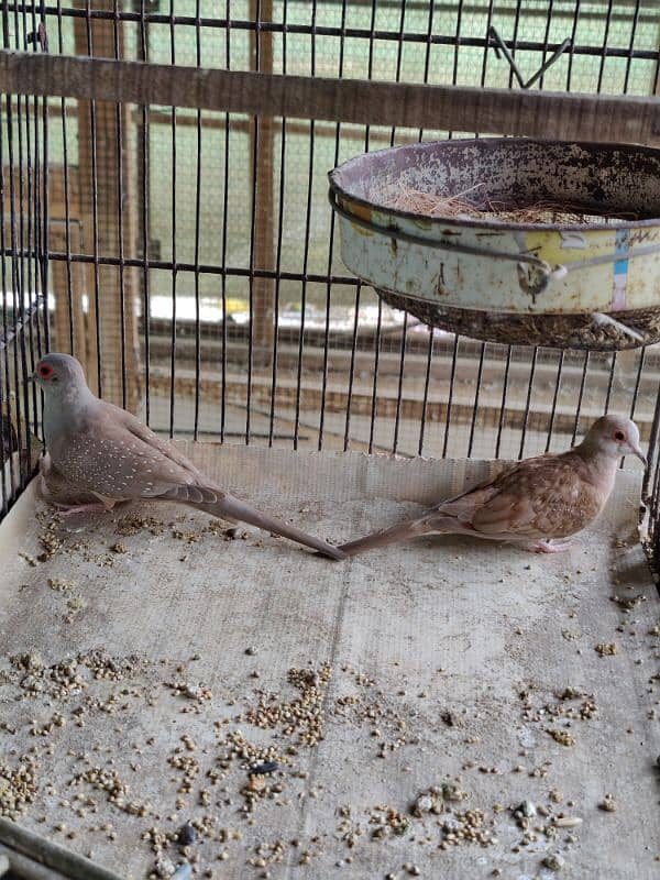 red dove and opal dove breeder pairs 1