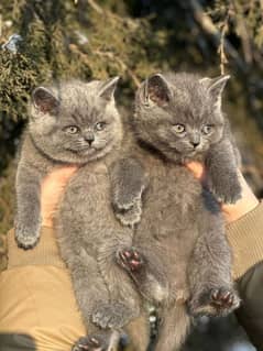 British shorthair