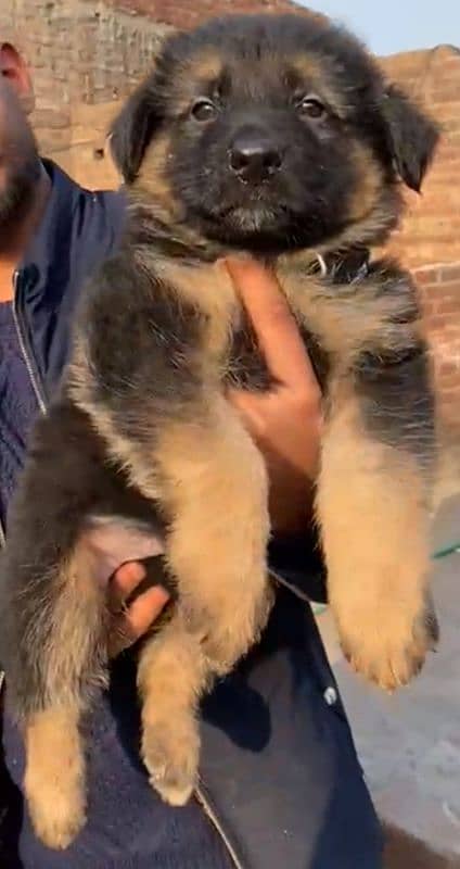 Garman Shepherd long coat male puppy 2