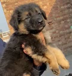 Garman Shepherd long coat male puppy