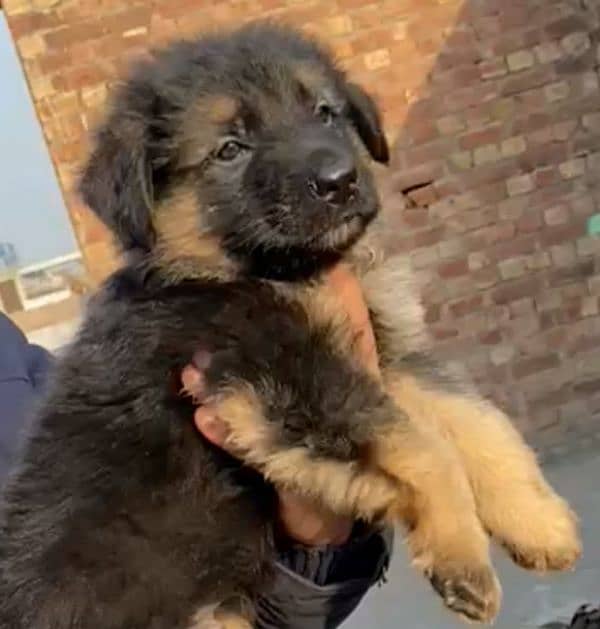 Garman Shepherd long coat male puppy 0