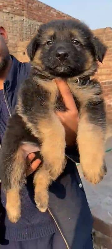 Garman Shepherd long coat male puppy 4