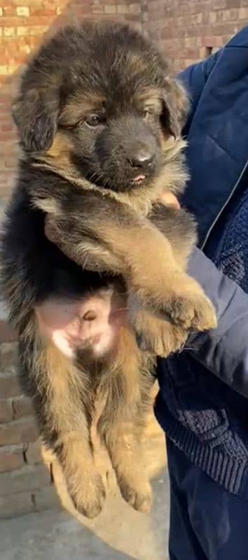 Garman Shepherd long coat male puppy 5