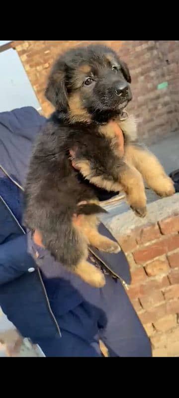 Garman Shepherd long coat male puppy 7