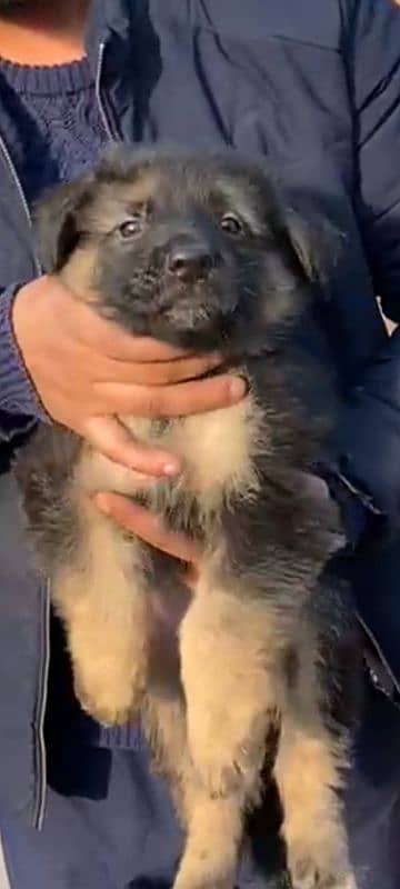 Garman Shepherd long coat male puppy 8