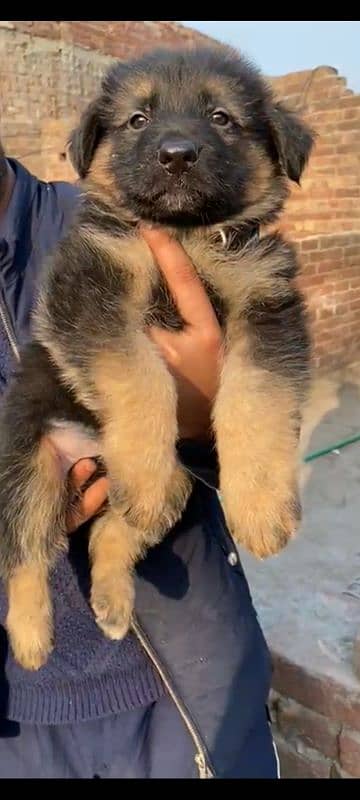 Garman Shepherd long coat male puppy 9