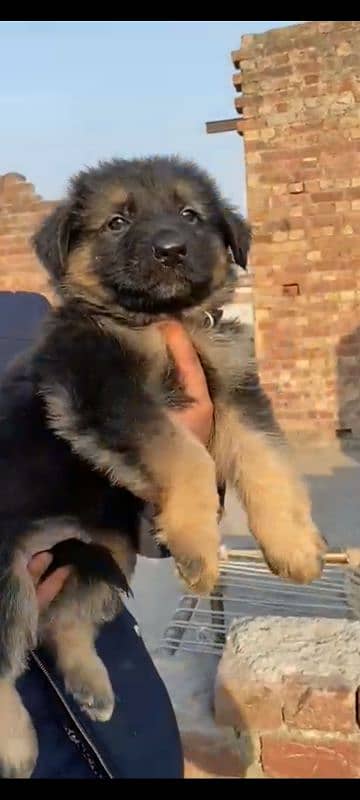 Garman Shepherd long coat male puppy 10