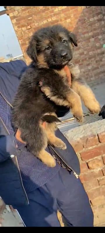 Garman Shepherd long coat male puppy 12