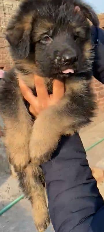 Garman Shepherd long coat male puppy 1