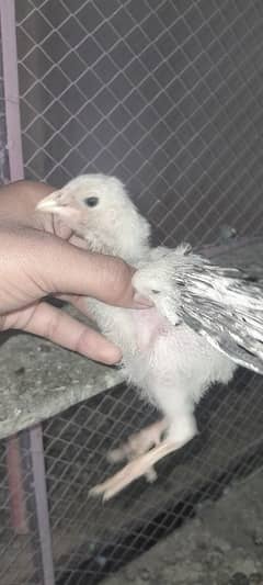 mianwali+Thai Cross high quality chicks available TCS available