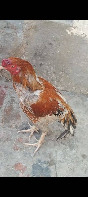 assel murga murgi pair urgent sale 0