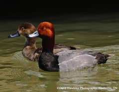 red head duck breeder pair