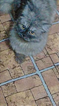 Persian male cat