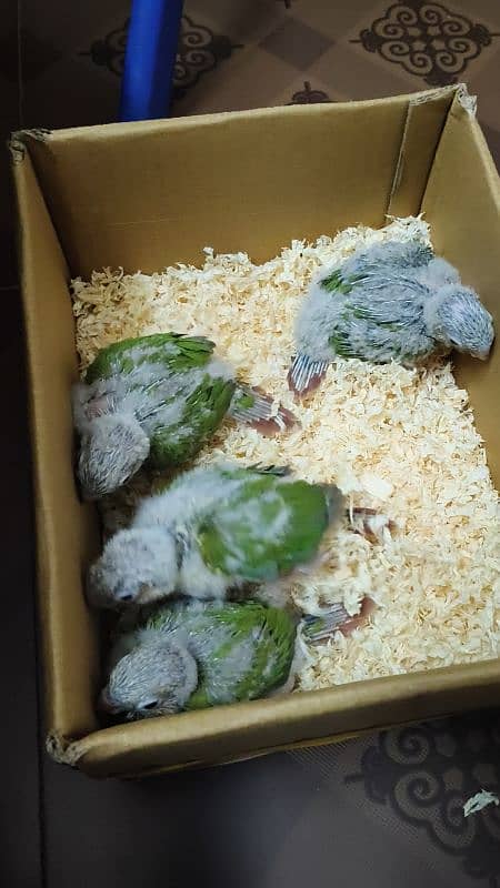 Rump / Conure / Cocktail Chicks 4