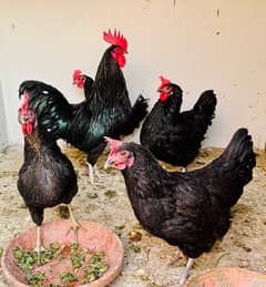 An Ideal Set of Austrolop Hens