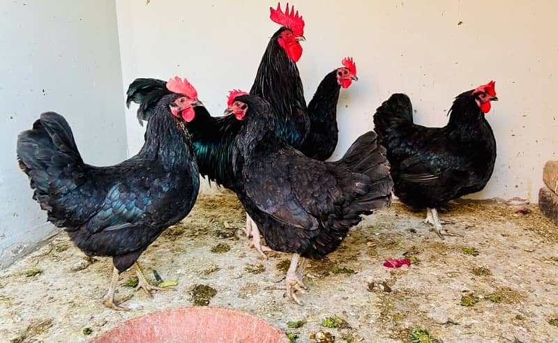 An Ideal Set of Austrolop Hens 2