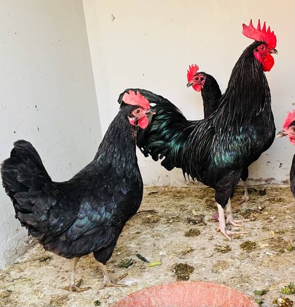 An Ideal Set of Austrolop Hens 4