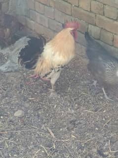 golden misiri hen egg laying03006647773