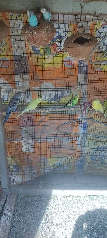 Australian parrots 2