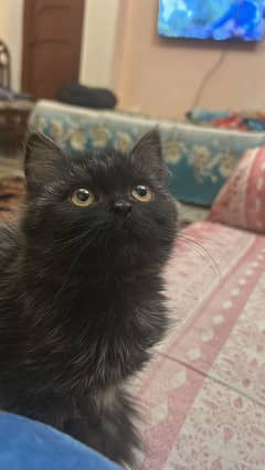 Persian kitten