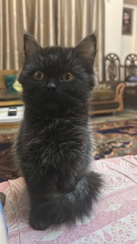 Persian kitten 1