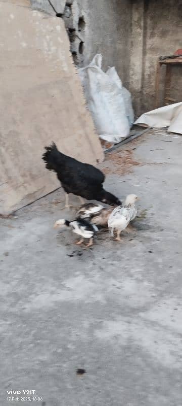 Aseel chicks for sale, 4