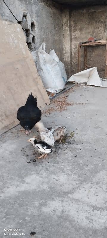 Aseel chicks for sale, 6