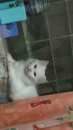 Pure White Vaccinated Persian Cat for Sale