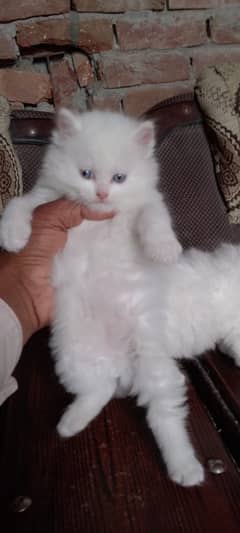 Persian cat/Persian kittens/triple coated/punch face