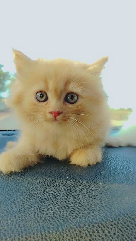 Persian cat/Persian kittens/triple coated/punch face 1