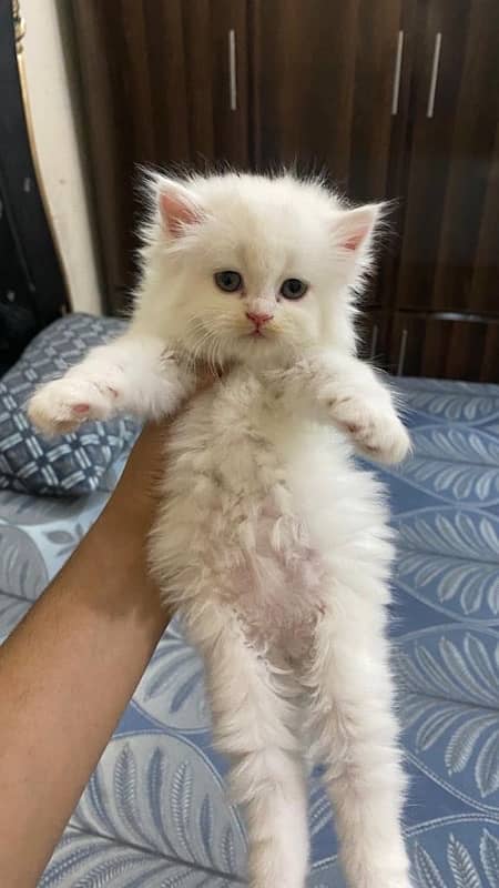 Persian cat/Persian kittens/triple coated/punch face 7