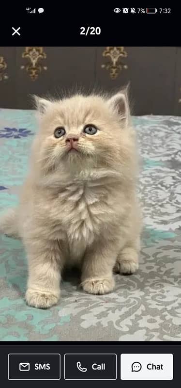 Persian cat/Persian kittens/triple coated/punch face 9