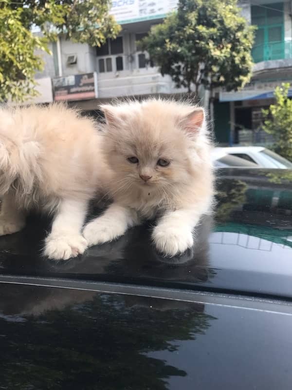 Persian cat/Persian kittens/triple coated/punch face 11