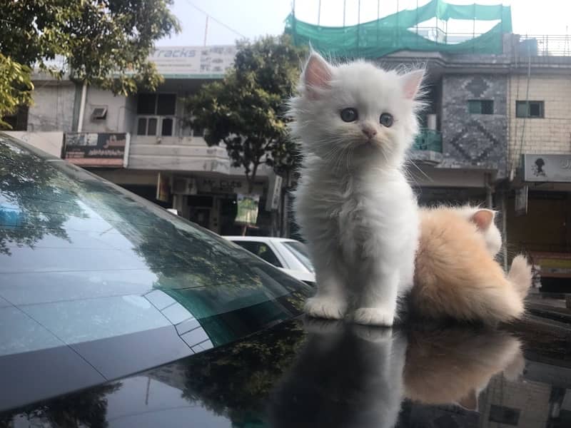 Persian cat/Persian kittens/triple coated/punch face 12