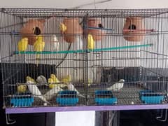 lovebirds for sale