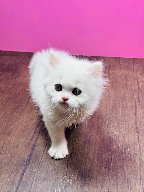 Persian cat/Persian kittens/triple coated/punch face 5