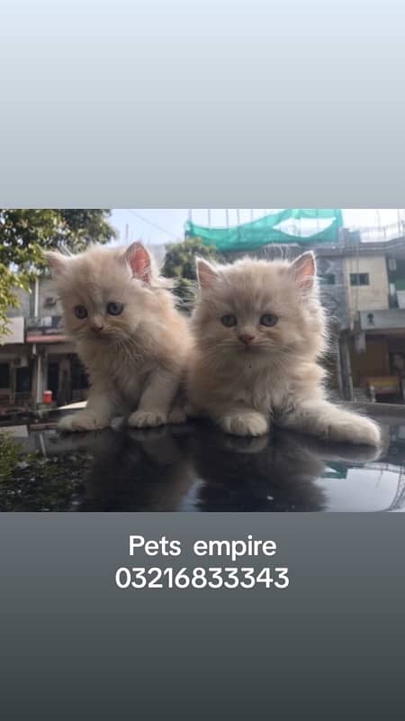 Persian cat/Persian kittens/triple coated/punch face 7