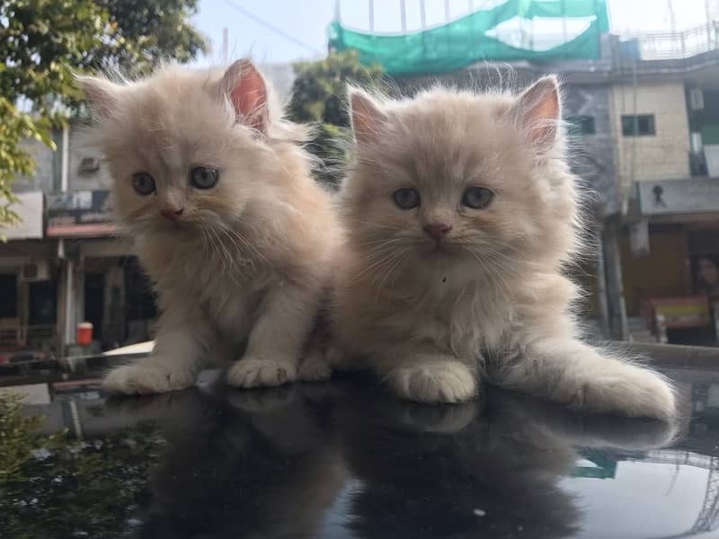 Persian cat/Persian kittens/triple coated/punch face 14