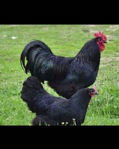 Australorp and Plymouth chicks available ( wholesale )