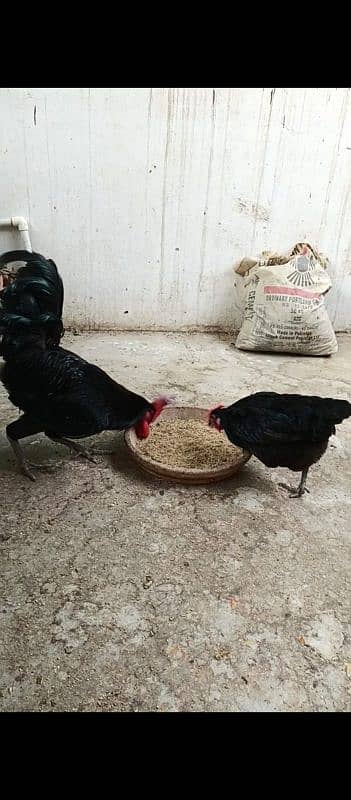 Australorp chicks available ( wholesale ) 1