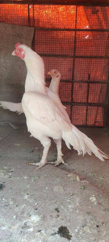 chicks or eggs available lassani amroha Heera lakha 11